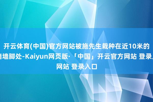 开云体育(中国)官方网站被施先生栽种在近10米的围墙墙脚处-Kaiyun网页版·「中国」开云官方网站 登录入口